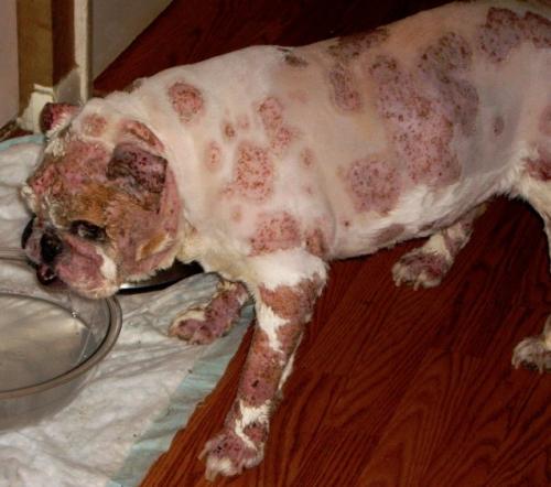 Dog in pain severe skin lesions