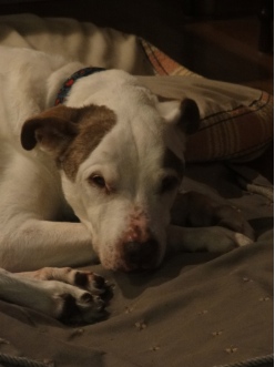 Ben | Home Pet Euthanasia of Southern California