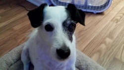 Gizmo Dane-2