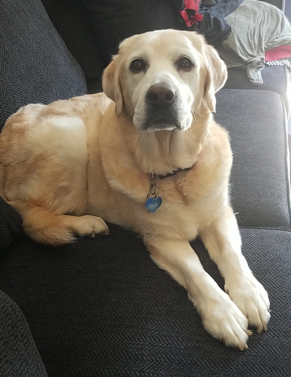 Roscoe | Home Pet Euthanasia of Southern California
