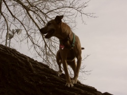 Roxy | Home Pet Euthanasia of Southern California