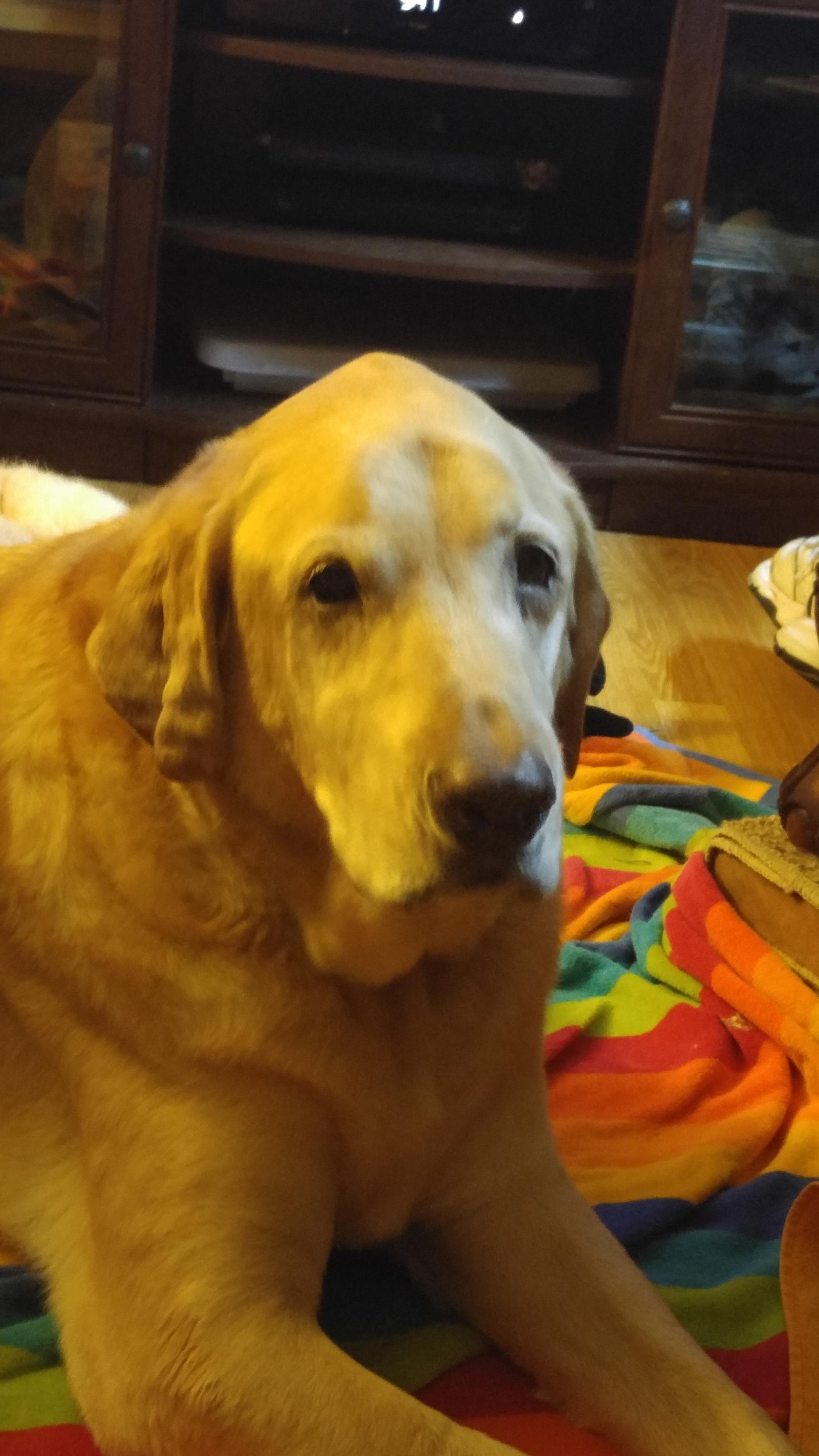 In Home Pet Euthanasia Portland Pet Home Euthanasia in Portland