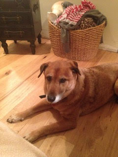 Jake | Home Pet Euthanasia of Southern California