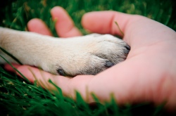 Hand and paw