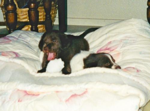 Baby Puppy Pictures 1