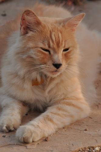 Beverly leifer's orange cat.jpg