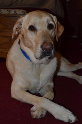Buddy1