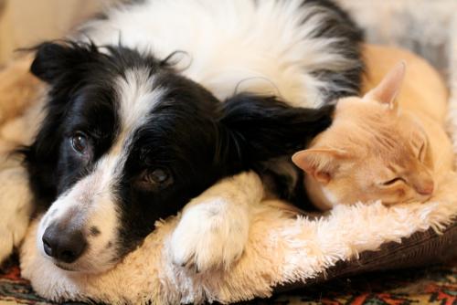 Dog and cat cuddling