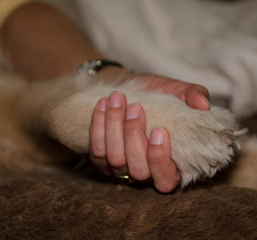 Hand and Paw.jpg