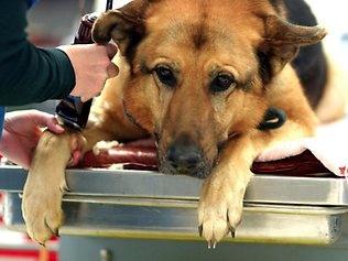 Dog on exam table