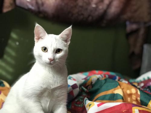 Nilla Alcas 1