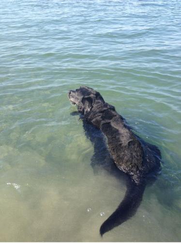 Rufio off for another swim 9-12-2013