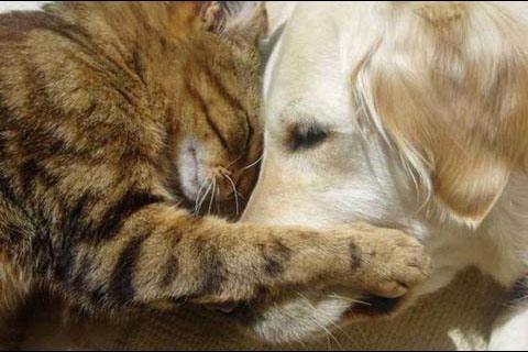 Cat hugging a dog