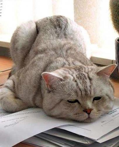 Cat with paperwork
