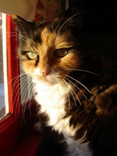 Daisy in window