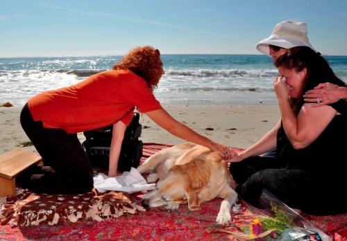 Beach euthanasia dog