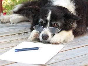 dog forms.jpg dog forms.jpg
