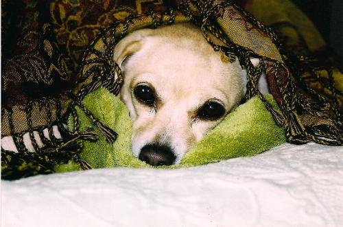 Dog hiding under blankets
