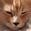 Cat Euthanasia-BL.jpg
