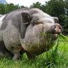 Pot Bellied Pig picture