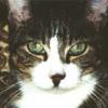 Ludwig-cat.jpg