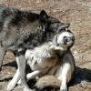 wolf fight